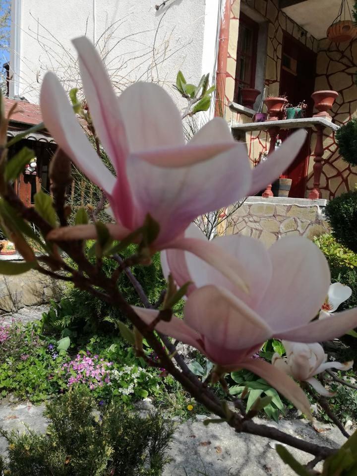 Veselata Guest House دولنا بانيا المظهر الخارجي الصورة